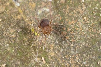 Media type: image; Invertebrate Zoology 144146